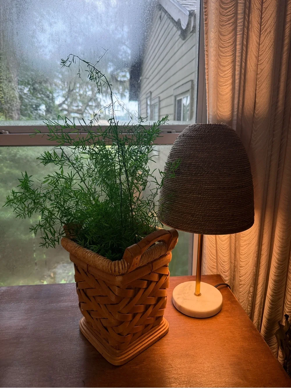 Sprengeri Asparagus Fern - Preserved Sprengeri Asparagus Fern Large Bundle